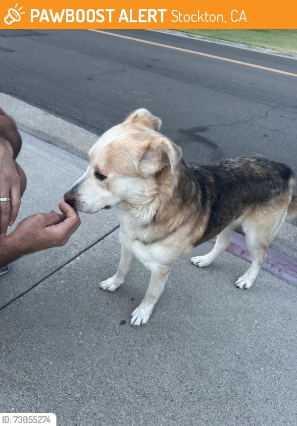 Found/Stray Male Dog last seen Fourteen mile drive, Stockton, CA 95219