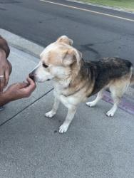 Found/Stray Male Dog last seen Fourteen mile drive, Stockton, CA 95219
