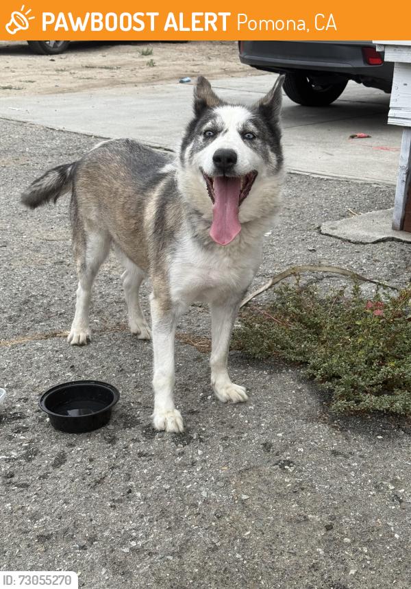 Found/Stray Male Dog last seen Near W Holt Ave, Pomona, CA 91768, Pomona, CA 91768