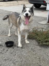 Found/Stray Male Dog last seen Near W Holt Ave, Pomona, CA 91768, Pomona, CA 91768