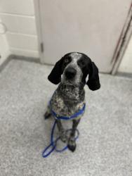 Shelter Stray Female Dog last seen Near Elkins Rd, Knox County ASO, TN, 3201 Division St, Knoxville, TN 37919, USA
