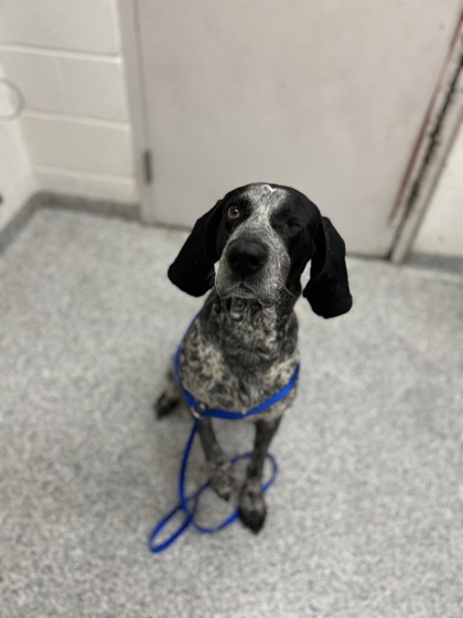 Shelter Stray Female Dog last seen Near Elkins Rd, Knox County ASO, TN, 3201 Division St, Knoxville, TN 37919, USA