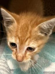 Shelter Stray Male Cat last seen Freedom Mill Rd, County/Unicorporated, NC, 1491 Business Park Ct, Gastonia, NC 28052, USA