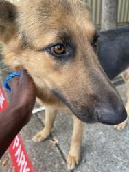 Shelter Stray Female Dog last seen Near Sequoia Dr, Desoto, TX, 1150 E Pleasant Run Rd, Cedar Hill, TX 75104, USA