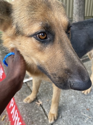 Shelter Stray Female Dog last seen Near Sequoia Dr, Desoto, TX, 1150 E Pleasant Run Rd, Cedar Hill, TX 75104, USA