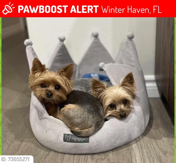 Lost Male Dog last seen Winter haven Florida, Winter Haven, FL 33881