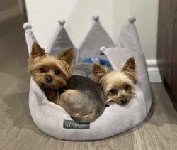 Lost Male Dog last seen Winter haven Florida, Winter Haven, FL 33881