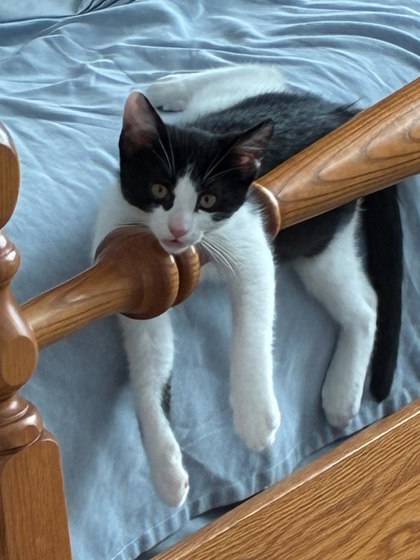 Shelter Stray Male Cat last seen Near Sundown Way Stone Mountain, 30087, 30087, GA, 3280 Chamblee Dunwoody Rd, Chamblee, GA 30341, USA