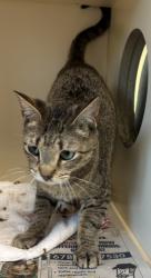 Shelter Stray Female Cat last seen Near Chamblee Dunwoody Rd. Atlanta, GA 30341, 30341, GA, 3280 Chamblee Dunwoody Rd, Chamblee, GA 30341, USA