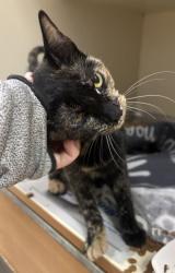 Shelter Stray Female Cat last seen Near Chamblee Dunwoody Road, Chamblee, GA, 30341, 30341, GA, 3280 Chamblee Dunwoody Rd, Chamblee, GA 30341, USA