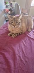 Reunited Female Cat last seen Linden Avenue ol4 2ew , Greater Manchester, England OL4 2EW