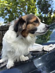 Reunited Male Dog last seen Near NE 2nd Ave, Miami Shores, FL 33161, USA, Miami Shores, FL 33161