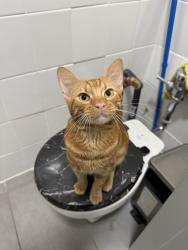Found/Stray Male Cat last seen Across the street from 2830 Olinville Ave, The Bronx, NY 10467