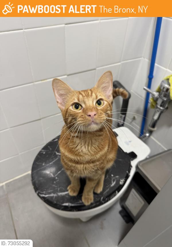 Found/Stray Male Cat last seen Across the street from 2830 Olinville Ave, The Bronx, NY 10467
