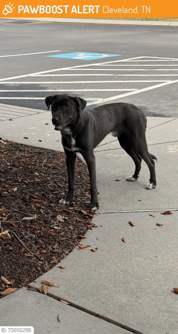Found/Stray Male Dog last seen TVFCU North Clebeland, Cleveland, TN 37312