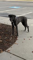Found/Stray Male Dog last seen TVFCU North Clebeland, Cleveland, TN 37312