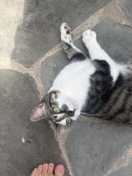 Found/Stray Unknown Cat last seen Near Oak Lake Ct, Leesburg, VA 20176