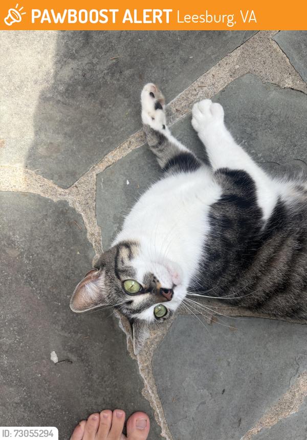 Found/Stray Unknown Cat last seen Near Oak Lake Ct, Leesburg, VA 20176