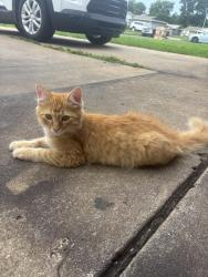 Found/Stray Unknown Cat last seen 21st and 129th, Tulsa, OK 74128