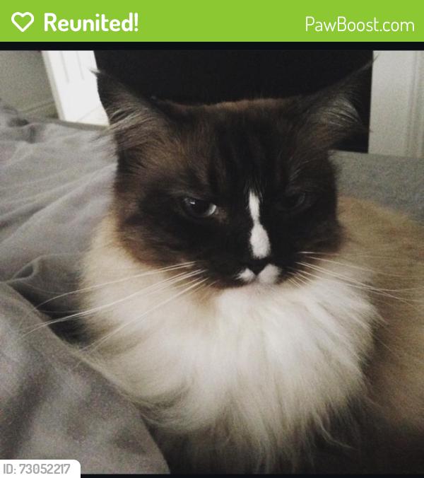 Reunited Male Cat last seen Heath End Rd, Nuneaton CV10, UK, Warwickshire, England CV10