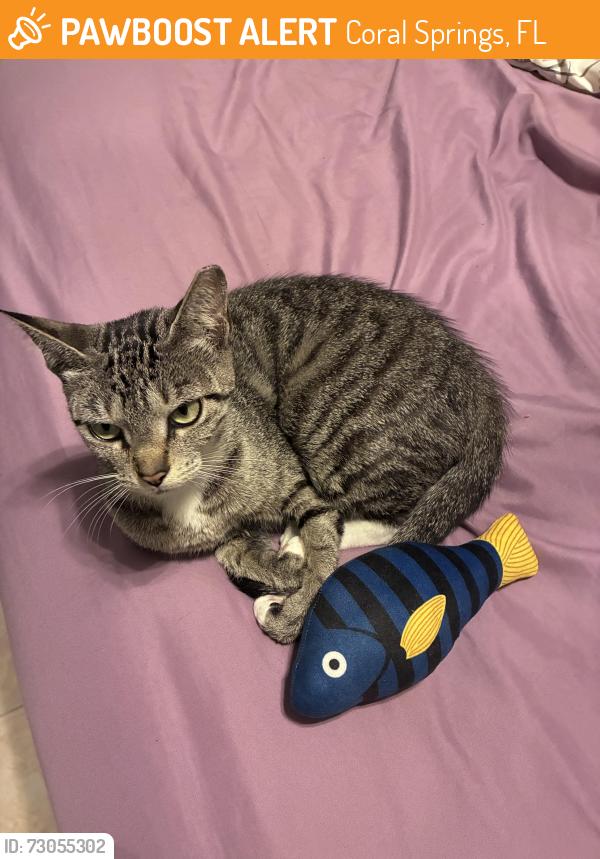 Found/Stray Female Cat last seen Coral Springs, Coral Springs, FL 33065