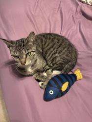 Found/Stray Female Cat last seen Coral Springs, Coral Springs, FL 33065