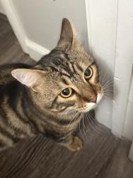 Found/Stray Male Cat last seen Fair oaks blvd and Monroe st, Sacramento, CA 95825