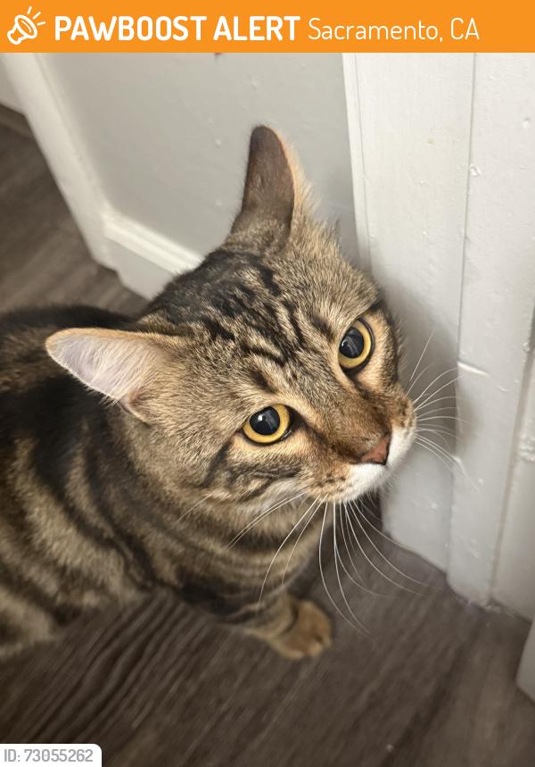 Found/Stray Male Cat last seen Fair oaks blvd and Monroe st, Sacramento, CA 95825