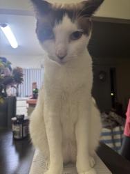 Lost Male Cat last seen Third/Esther, La Verne, CA 91750