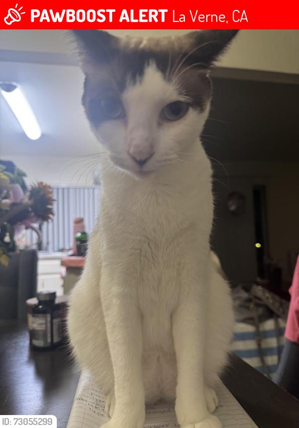 Lost Male Cat last seen Third/Esther, La Verne, CA 91750