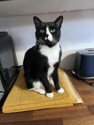 Lost Male Cat last seen Heritage St, Church St, Beaconsfield, QC H9W 4M1