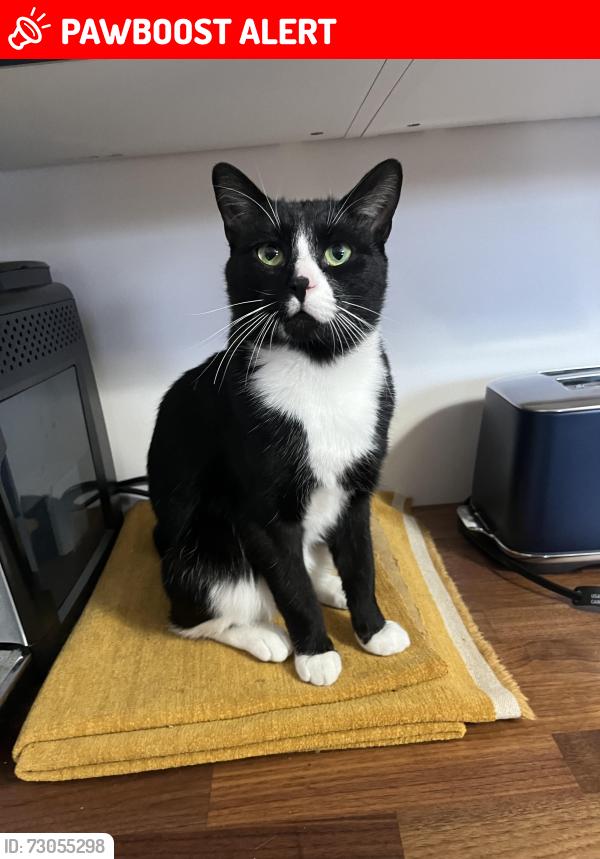 Lost Male Cat last seen Heritage St, Church St, Beaconsfield, QC H9W 4M1
