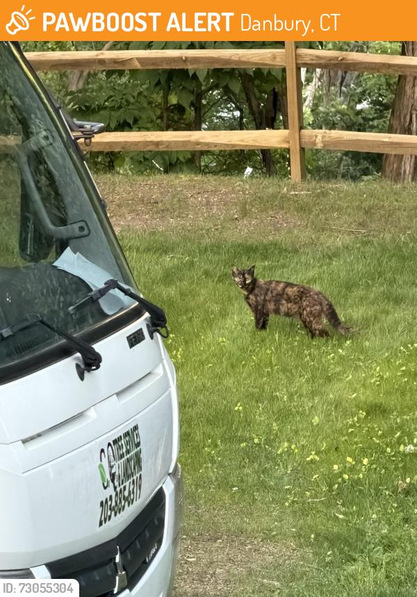 Found/Stray Unknown Cat last seen Behind 31 beaver Brook rd, Danbury, CT 06810