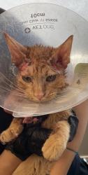 Shelter Stray Male Cat last seen Near E Murray Park Avenue, MURRAY CITY, UT, 84107, 511 W 3900 S, Salt Lake City, UT 84123, USA
