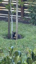 Found/Stray Female Cat last seen Glen and Brookside Ave  San Pablo, Richmond, CA 94805
