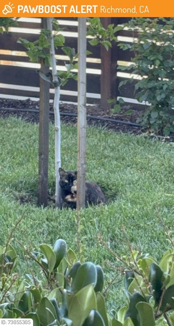 Found/Stray Female Cat last seen Glen and Brookside Ave  San Pablo, Richmond, CA 94805