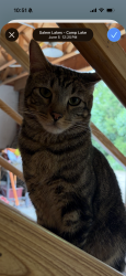 Lost Male Cat last seen Tiffany and Wood Creek, Salem Lakes, WI 53168