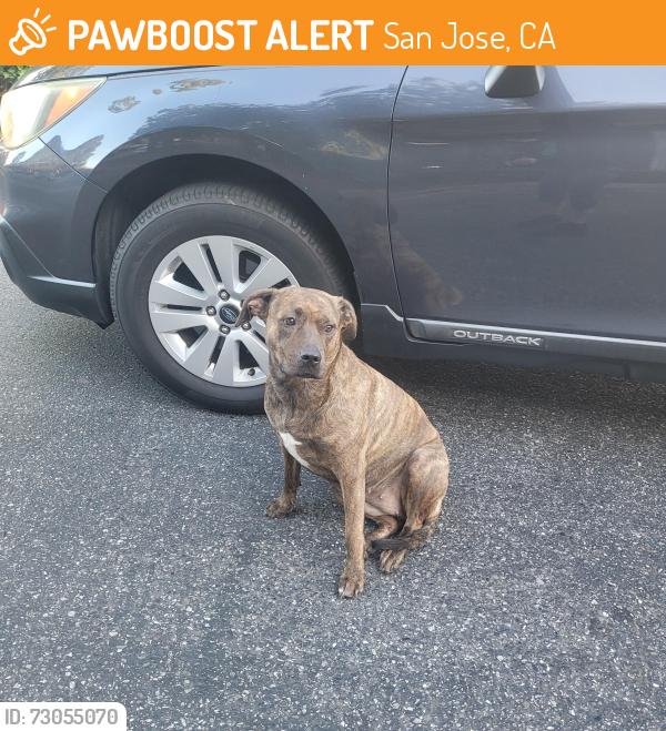 Found/Stray Female Dog last seen Allen building/Bell Almaden apmts, San Jose, CA 95123