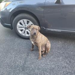 Found/Stray Female Dog last seen Allen building/Bell Almaden apmts, San Jose, CA 95123