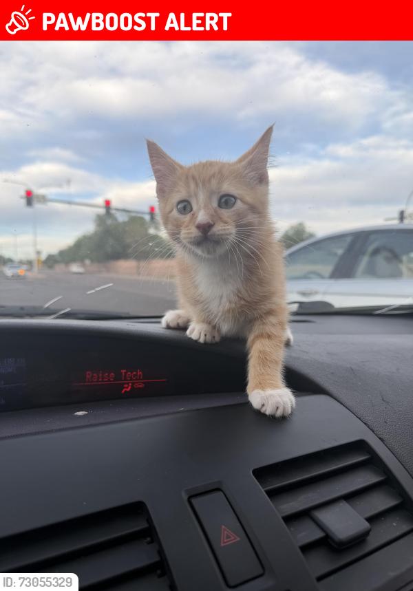 Lost Male Cat last seen Viridian Edge apmts, Colorado Springs, CO 80918