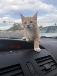 Lost Male Cat last seen Viridian Edge apmts, Colorado Springs, CO 80918