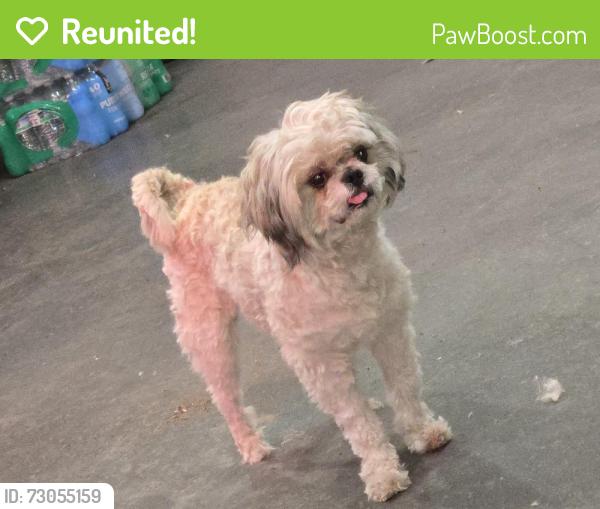 Reunited Male Dog last seen Near st and harlem , Summit, IL 60501