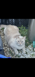 Reunited Unknown Cat last seen South Adams street and Union street , West Chester, PA 19382