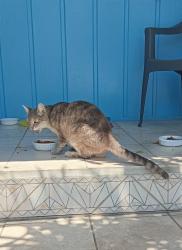Lost Female Cat last seen 177th St and Amie Ave, Torrance, CA 90504