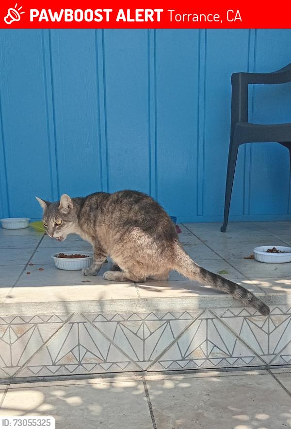 Lost Female Cat last seen 177th St and Amie Ave, Torrance, CA 90504