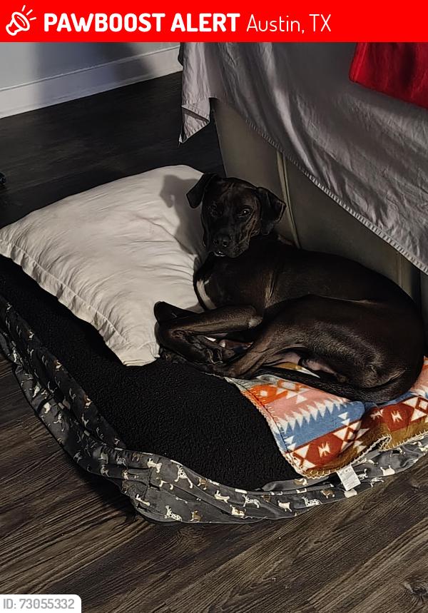 Lost Male Dog last seen Burnet Rd, Austin, TX 78757