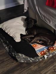 Lost Male Dog last seen Burnet Rd, Austin, TX 78757