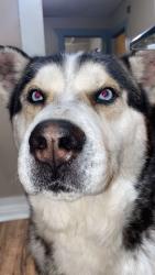 Lost Male Dog last seen Hydraulic, Wichita, KS 67214