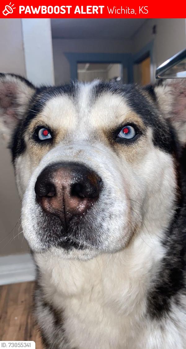Lost Male Dog last seen Hydraulic, Wichita, KS 67214