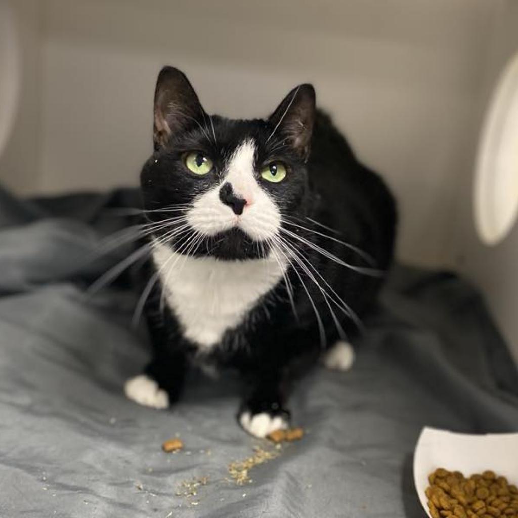 Shelter Stray Female Cat last seen , Animal Care & Control Team of Philly, 111 W Hunting Park Ave, Philadelphia, PA 19140, USA